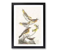 Big Box Art A Collection of Birds by John James Audubon Framed Wall Art Picture Print Ready to Hang, Black A2 (62 x 45 cm)