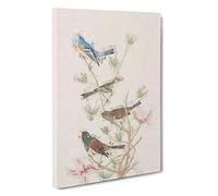 Big Box Art A Collection of Finch Birds by John James Audubon Canvas Wall Art Framed Picture Print, 30 x 20 Inch (76 x 50 cm), White, Grey, Green