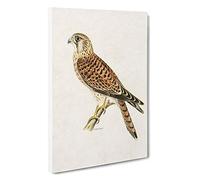 Big Box Art A Common Kestrel by Von Wright Canvas Wall Art Framed Picture Print, 30 x 20 Inch (76 x 50 cm), White, Gold, Cream, Brown