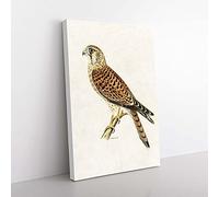 Big Box Art A Common Kestrel by Von Wright Canvas Wall Art Print Ready to Hang Picture, 76 x 50 cm (30 x 20 Inch), White, Gold, Cream, Brown