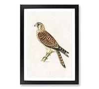 Big Box Art A Common Kestrel by Von Wright Framed Wall Art Picture Print Ready to Hang, Black A2 (62 x 45 cm)