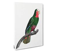 Big Box Art A Cuban Amazon Parrot by F. Levaillant Canvas Wall Art Framed Picture Print, 30 x 20 Inch (76 x 50 cm), White, Green, Black, Grey, Red