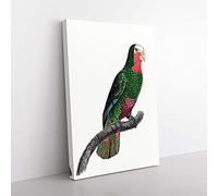 Big Box Art A Cuban Amazon Parrot by F. Levaillant Canvas Wall Art Print Ready to Hang Picture, 76 x 50 cm (30 x 20 Inch), White, Green, Black, Grey, Red