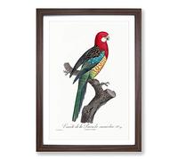 Big Box Art A Eastern Rosella Parrot by F. Levaillant Framed Wall Art Picture Print Ready to Hang, Walnut A2 (62 x 45 cm)