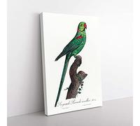 Big Box Art A Rose-Ringed Parakeet by F. Levaillant Canvas Wall Art Print Ready to Hang Picture, 76 x 50 cm (30 x 20 Inch), White, Green, Brown, Green, Grey