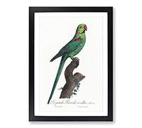 Big Box Art A Rose-Ringed Parakeet by F. Levaillant Framed Wall Art Picture Print Ready to Hang, Black A2 (62 x 45 cm)
