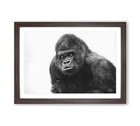 Big Box Art A Silverback Gorilla Painting Framed Wall Art Picture Print Ready to Hang, Walnut A2 (62 x 45 cm)