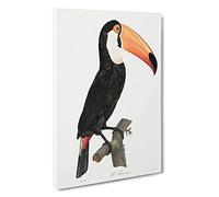 Big Box Art A Toucan by Jacques Barraband Canvas Wall Art Framed Picture Print, 30 x 20 Inch (76 x 50 cm), White, Black, Grey, Cream