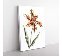 Big Box Art A Tulip Flower by Johan Teyler Canvas Wall Art Print Ready to Hang Picture, 76 x 50 cm (30 x 20 Inch), White, Cream, Brown, Green