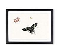 Big Box Art A Wasp & Three Butterflies by Herman Henstenburgh Framed Wall Art Picture Print Ready to Hang, Black A2 (62 x 45 cm)