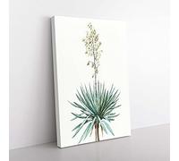 Big Box Art Adams Needle Yucca Flowers by Pierre-Joseph Redoute Canvas Wall Art Print Ready to Hang Picture, 76 x 50 cm (30 x 20 Inch), White, Beige, Green