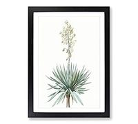 Big Box Art Adams Needle Yucca Flowers by Pierre-Joseph Redoute Framed Wall Art Picture Print Ready to Hang, Black A2 (62 x 45 cm)