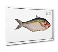 Big Box Art African Herring Fish by M.E. Bloch Canvas Wall Art Framed Picture Print, 30 x 20 Inch (76 x 50 cm), White, Grey, Green, Black