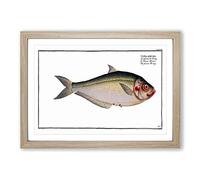 Big Box Art African Herring Fish by M.E. Bloch Framed Wall Art Picture Print Ready to Hang, Oak A2 (62 x 45 cm)