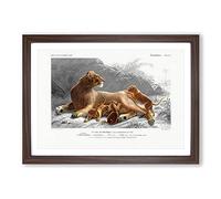 Big Box Art African Lion with Cubs by Charles d' Orbigny Framed Wall Art Picture Print Ready to Hang, Walnut A2 (62 x 45 cm)