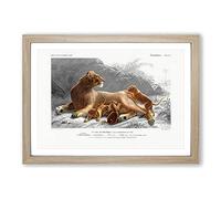 Big Box Art African Lion with Cubs by Charles d' Orbigny Framed Wall Art Picture Print Ready to Hang, Oak A2 (62 x 45 cm)