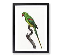 Big Box Art Alexandrine Parakeet by F. Levaillant Framed Wall Art Picture Print Ready to Hang, Black A2 (62 x 45 cm)