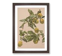 Big Box Art Alice Bailly Lemon Tree Framed Wall Art Picture Print Ready to Hang, Walnut A2 (62 x 45 cm)