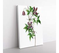 Big Box Art Alpine Clematis Flowers by Pierre-Joseph Redoute Canvas Wall Art Print Ready to Hang Picture, 76 x 50 cm (30 x 20 Inch), White, Green, Grey, Brown