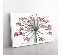 Big Box Art Amaryllis Josephine Flowers by Pierre-Joseph Redoute Canvas Wall Art Print Ready to Hang Picture, 76 x 50 cm (30 x 20 Inch), White, Grey, Purple, Grey, Purple