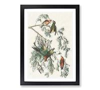 Big Box Art American Crossbill Birds by John James Audubon Framed Wall Art Picture Print Ready to Hang, Black A2 (62 x 45 cm)