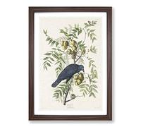 Big Box Art American Crow by John James Audubon Framed Wall Art Picture Print Ready to Hang, Walnut A2 (62 x 45 cm)