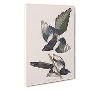 Big Box Art American Magpie by John James Audubon Canvas Wall Art Framed Picture Print, 30 x 20 Inch (76 x 50 cm), White, Black, Grey, Black