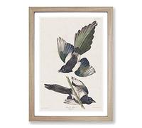 Big Box Art American Magpie by John James Audubon Framed Wall Art Picture Print Ready to Hang, Oak A2 (62 x 45 cm)