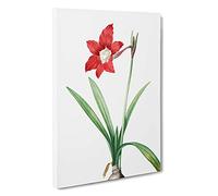 Big Box Art An Amaryllis Flower by Pierre-Joseph Redoute Canvas Wall Art Framed Picture Print, 30 x 20 Inch (76 x 50 cm), White, Green, Red, Green