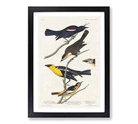 Big Box Art An Assortment of Birds by John James Audubon Framed Wall Art Picture Print Ready to Hang, Black A2 (62 x 45 cm)