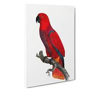 Big Box Art An Eclectus Parrot by F. Levaillant Canvas Wall Art Framed Picture Print, 30 x 20 Inch (76 x 50 cm), White, Red, Brown, Red, Brown