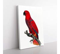 Big Box Art An Eclectus Parrot by F. Levaillant Canvas Wall Art Print Ready to Hang Picture, 76 x 50 cm (30 x 20 Inch), White, Red, Brown, Red, Brown
