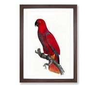Big Box Art An Eclectus Parrot by F. Levaillant Framed Wall Art Picture Print Ready to Hang, Walnut A2 (62 x 45 cm)