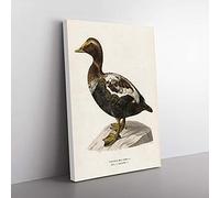 Big Box Art An Eider Duck by Von Wright Canvas Wall Art Print Ready to Hang Picture, 76 x 50 cm (30 x 20 Inch), White, Black, Green, Brown