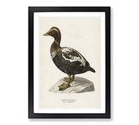 Big Box Art An Eider Duck by Von Wright Framed Wall Art Picture Print Ready to Hang, Black A2 (62 x 45 cm)