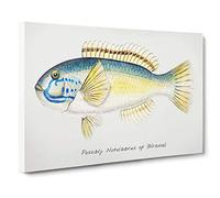 Big Box Art An Illustration of a Wrasse Fish by F.E. Clarke Canvas Wall Art Framed Picture Print, 30 x 20 Inch (76 x 50 cm), White, Cream, Green, Grey, Black