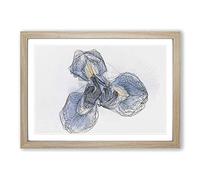 Big Box Art An Iris Flower in Blue in Abstract Framed Wall Art Picture Print Ready to Hang, Oak A2 (62 x 45 cm)