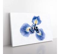 Big Box Art An Iris Flower in Blue Painting Canvas Wall Art Print Ready to Hang Picture, 76 x 50 cm (30 x 20 Inch), White, Grey, Black