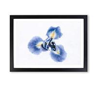 Big Box Art An Iris Flower in Blue Painting Framed Wall Art Picture Print Ready to Hang, Black A2 (62 x 45 cm)