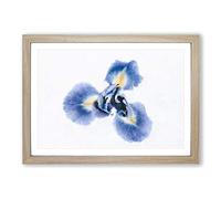 Big Box Art An Iris Flower in Blue Painting Framed Wall Art Picture Print Ready to Hang, Oak A2 (62 x 45 cm)