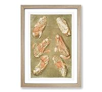 Big Box Art Anatomical Illustrations of The Foot by Gautier-Dagoty Framed Wall Art Picture Print Ready to Hang, Oak A2 (62 x 45 cm)