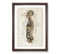 Big Box Art Anatomy Chart in German Framed Wall Art Picture Print Ready to Hang, Walnut A2 (62 x 45 cm)