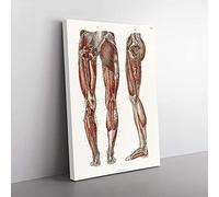 Big Box Art Anatomy of The Leg Muscles by Carl Ernst Bock Canvas Wall Art Print Ready to Hang Picture, 76 x 50 cm (30 x 20 Inch), White, Brown, Grey, Brown, Cream