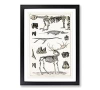 Big Box Art Animal Bones IV by Oliver Goldsmith Framed Wall Art Picture Print Ready to Hang, Black A2 (62 x 45 cm)