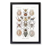 Big Box Art Arachnids Spiders by Ernst Haeckel Framed Wall Art Picture Print Ready to Hang, Black A2 (62 x 45 cm)