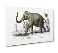 Big Box Art Asian Elephant by Charles d' Orbigny Canvas Wall Art Framed Picture Print, 30 x 20 Inch (76 x 50 cm), White, Grey, Green, Black
