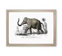 Big Box Art Asian Elephant by Charles d' Orbigny Framed Wall Art Picture Print Ready to Hang, Oak A2 (62 x 45 cm)