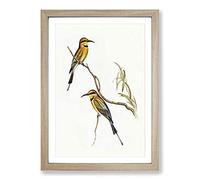 Big Box Art Australian Bee-Eater by Elizabeth Gould Framed Wall Art Picture Print Ready to Hang, Oak A2 (62 x 45 cm)