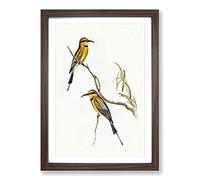 Big Box Art Australian Bee-Eater by Elizabeth Gould Framed Wall Art Picture Print Ready to Hang, Walnut A2 (62 x 45 cm)