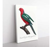 Big Box Art Australian King Parrot by F. Levaillant Canvas Wall Art Print Ready to Hang Picture, 76 x 50 cm (30 x 20 Inch), White, Green, Black, Red, Grey